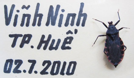 Xác nhận có bọ xít hút máu người ở Huế - 1 Xác nhận có bọ xít hút máu người ở Huế - 1