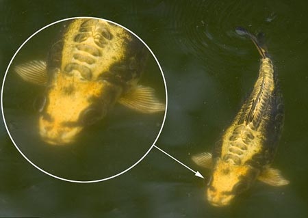 Cá chép hình mặt người ở Anh - 1 Cá chép hình mặt người ở Anh - 1