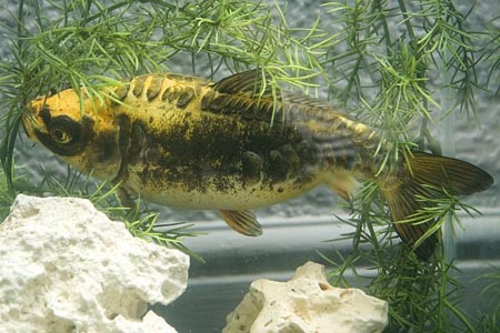 Cá chép hình mặt người ở Anh - 2 Cá chép hình mặt người ở Anh - 2