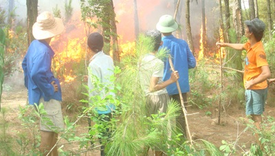 Cháy rừng thông có trữ lượng nhựa cao nhất vùng - 1