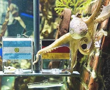 10 điều lý thú về “thầy” bạch tuộc Paul - 2