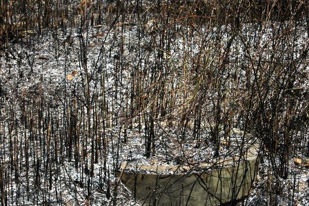 Cháy lớn ở nghĩa địa, hàng trăm hộ dân khiếp vía - 3