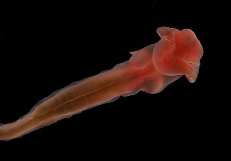 Phát hiện thế giới kỳ thú dưới Đại Tây Dương  - 1