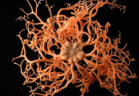 Phát hiện thế giới kỳ thú dưới Đại Tây Dương  - 10