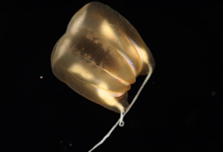 Phát hiện thế giới kỳ thú dưới Đại Tây Dương  - 8