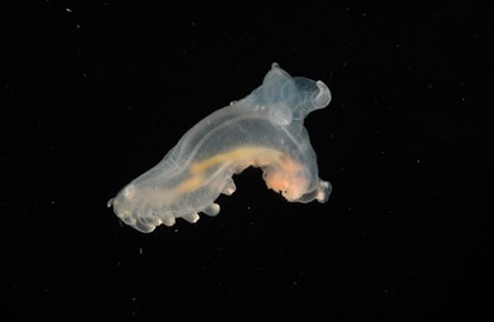 Phát hiện thế giới kỳ thú dưới Đại Tây Dương  - 4