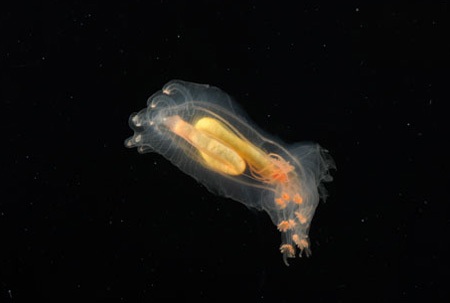 Phát hiện thế giới kỳ thú dưới Đại Tây Dương  - 5