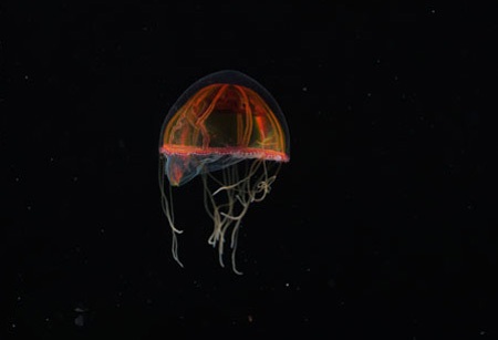 Phát hiện thế giới kỳ thú dưới Đại Tây Dương  - 7