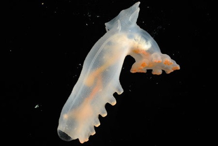 Phát hiện thế giới kỳ thú dưới Đại Tây Dương  - 6