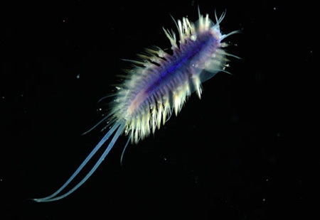 Phát hiện thế giới kỳ thú dưới Đại Tây Dương  - 9