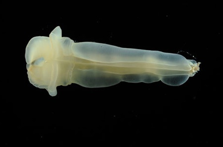 Phát hiện thế giới kỳ thú dưới Đại Tây Dương  - 2