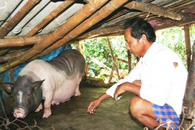 Nông dân “héo lòng” nhìn heo chết nóng - 2 Nông dân “héo lòng” nhìn heo chết nóng - 2