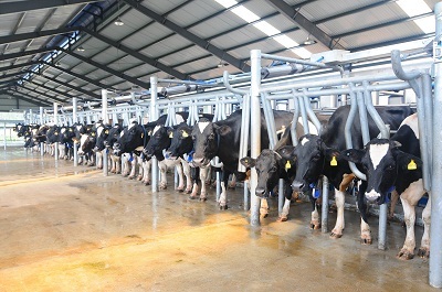 Bò "Vàng" + công nghệ "Vàng" cho ra sữa "Vàng"! - 1