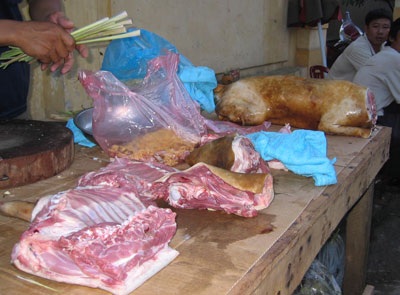 Phát hiện trong phân chó có phẩy khuẩn tả - 1 Phát hiện trong phân chó có phẩy khuẩn tả - 1