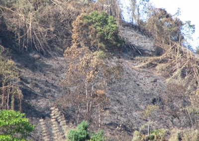 “Giặc lửa” tàn sát rừng miền tây xứ Nghệ  - 3