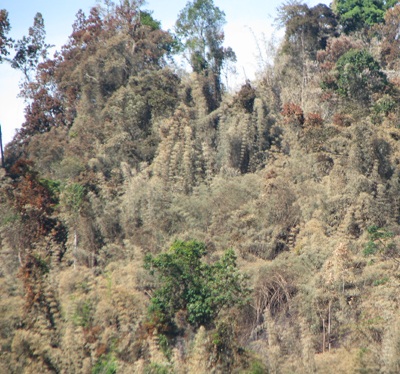 “Giặc lửa” tàn sát rừng miền tây xứ Nghệ  - 9