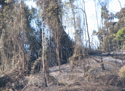 “Giặc lửa” tàn sát rừng miền tây xứ Nghệ  - 11