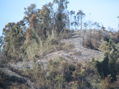 “Giặc lửa” tàn sát rừng miền tây xứ Nghệ  - 12