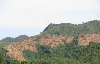 “Giặc lửa” tàn sát rừng miền tây xứ Nghệ  - 13