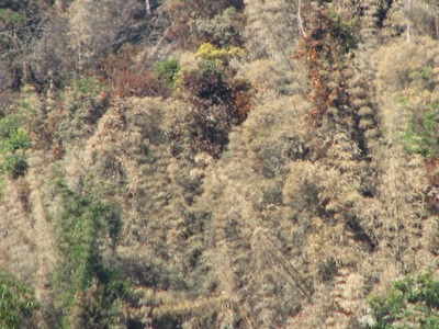 “Giặc lửa” tàn sát rừng miền tây xứ Nghệ  - 4