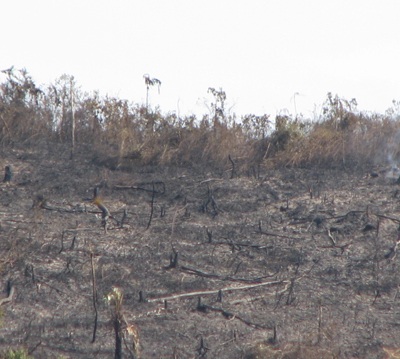“Giặc lửa” tàn sát rừng miền tây xứ Nghệ  - 5