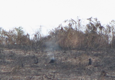 “Giặc lửa” tàn sát rừng miền tây xứ Nghệ  - 6