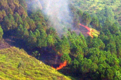 Liên tiếp xảy ra các vụ cháy rừng thông - 1 Liên tiếp xảy ra các vụ cháy rừng thông - 1