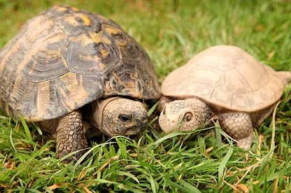 Rùa “phải lòng” hàng giả - 1 Rùa “phải lòng” hàng giả - 1