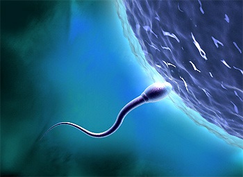 Nuôi cấy tinh tử - hy vọng làm cha cho đàn ông không “tinh binh” - 1 Nuôi cấy tinh tử - hy vọng làm cha cho đàn ông không “tinh binh” - 1