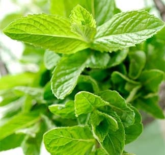 Chữa côn trùng đốt bằng cây lá quanh nhà - 1 Chữa côn trùng đốt bằng cây lá quanh nhà - 1