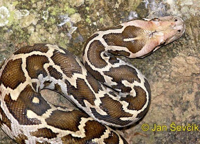 Thả trăn hoa và kỳ đà về rừng - 1