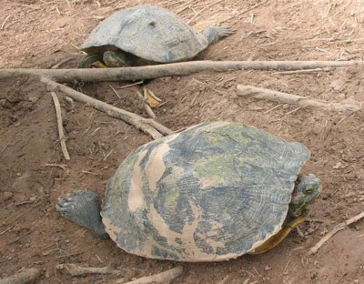 Xuất trả về Mỹ 40 tấn rùa tai đỏ có hại - 1 Xuất trả về Mỹ 40 tấn rùa tai đỏ có hại - 1