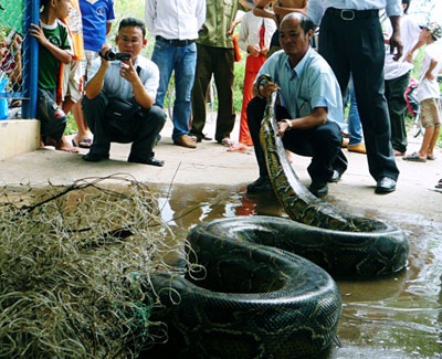 Bắt được con trăn nặng hơn 100 kg - 1 Bắt được con trăn nặng hơn 100 kg - 1