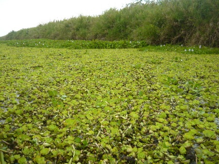 Thú giăng câu ở U Minh thượng - 1