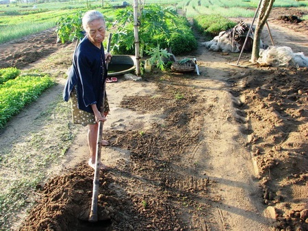 Chùm ảnh: Xanh mướt làng rau Trà Quế - 6