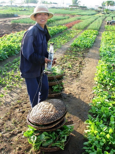 Chùm ảnh: Xanh mướt làng rau Trà Quế - 5