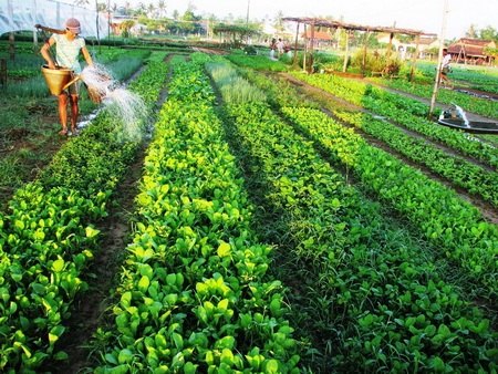 Chùm ảnh: Xanh mướt làng rau Trà Quế - 4