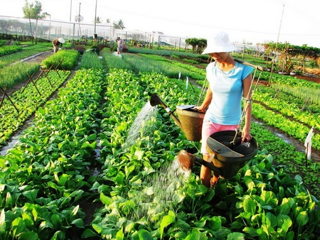 Chùm ảnh: Xanh mướt làng rau Trà Quế - 2