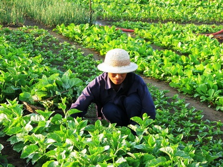 Chùm ảnh: Xanh mướt làng rau Trà Quế - 3