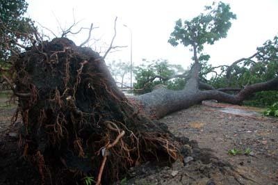 Chùm ảnh: Quảng Ninh xác xơ sau bão - 1