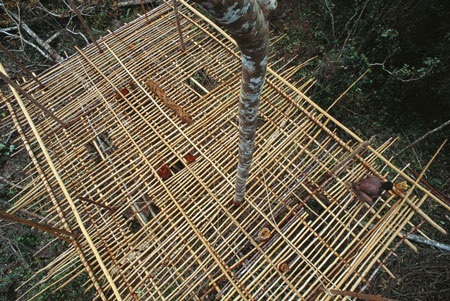Phát hiện bộ lạc dựng nhà trên cây giữa rừng già Indonesia - 13 Phát hiện bộ lạc dựng nhà trên cây giữa rừng già Indonesia - 13