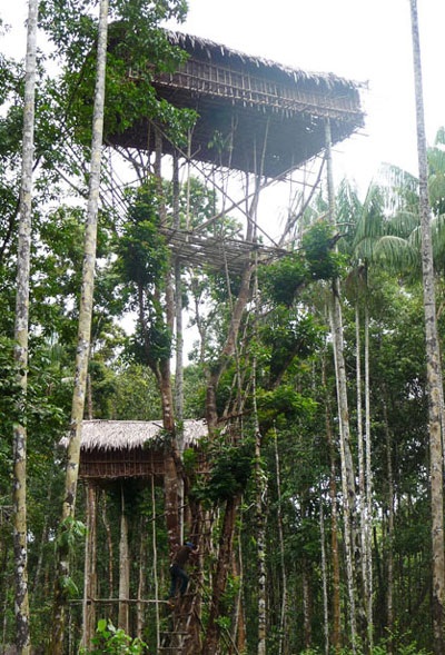 Phát hiện bộ lạc dựng nhà trên cây giữa rừng già Indonesia - 12 Phát hiện bộ lạc dựng nhà trên cây giữa rừng già Indonesia - 12