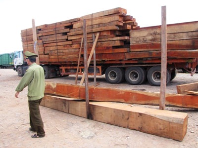 Quảng Trị: Bị gỗ đè chết khi đi mua gỗ - 1