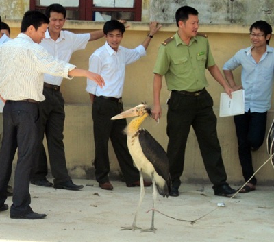 Thả chim quý cao 1m về rừng - 2 Thả chim quý cao 1m về rừng - 2