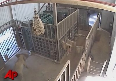 Mỹ: Voi bất ngờ tấn công người quản tượng - 1 Mỹ: Voi bất ngờ tấn công người quản tượng - 1