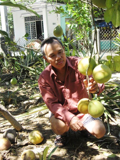 Đặc sản thanh trà Huế mất mùa lớn - 1