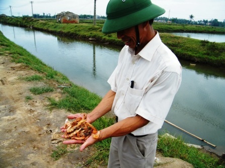 Nông dân “đắng lòng” nhìn tôm chết hàng loạt - 2