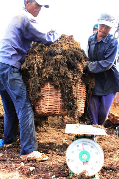Mưu sinh với rong biển - 9