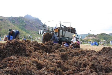 Mưu sinh với rong biển - 10