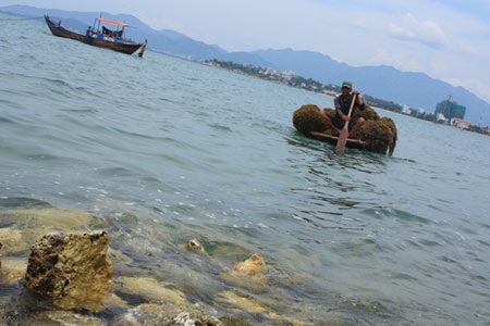 Mưu sinh với rong biển - 2